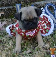 pug puppy posted by Jessica reynolds